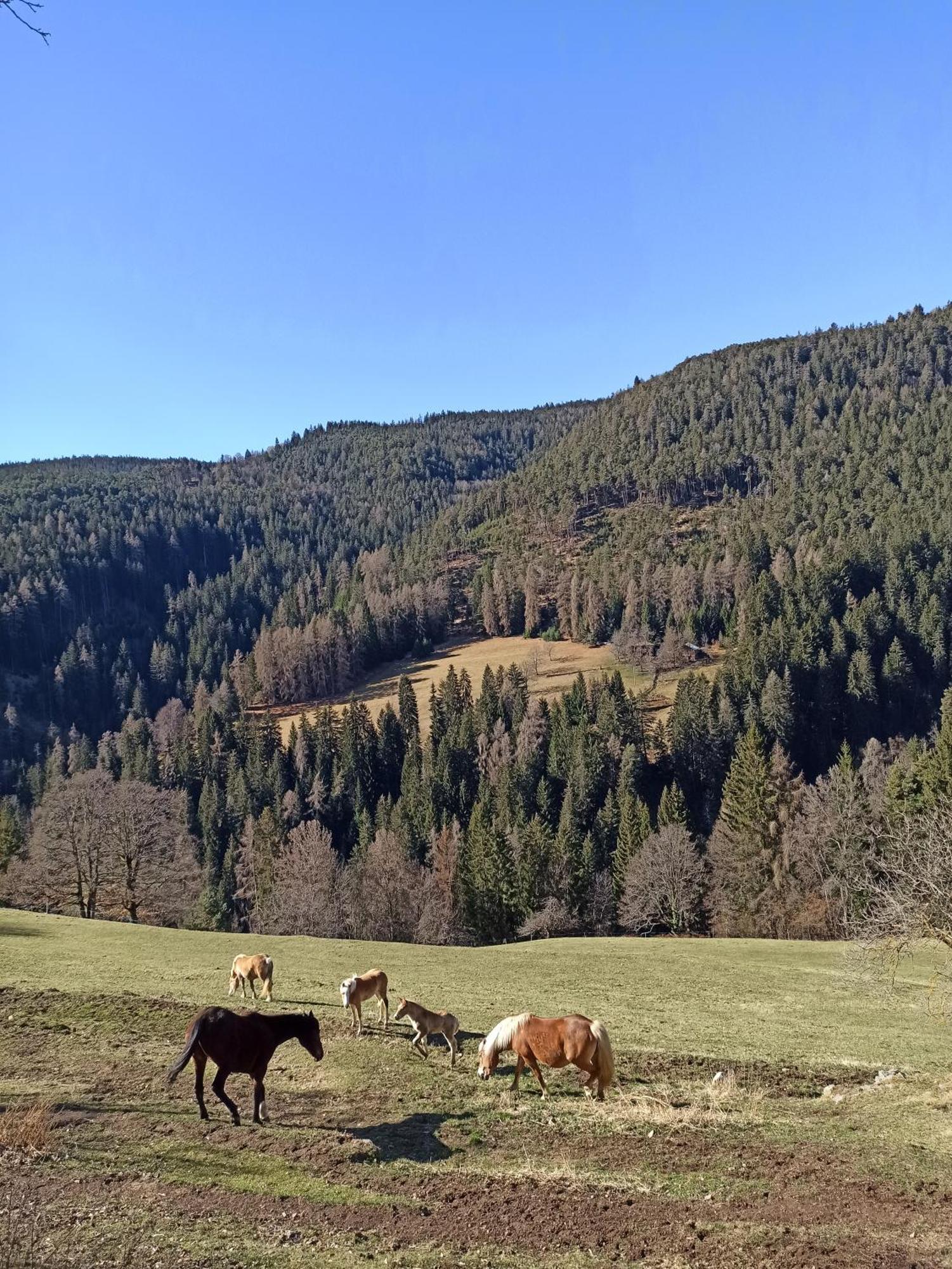 Burgerhof Villa San Genesio Atesino Dış mekan fotoğraf